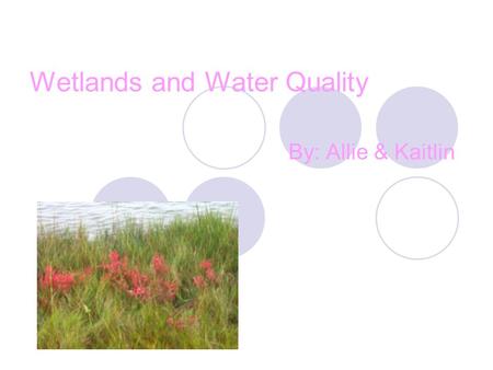 Wetlands and Water Quality By: Allie & Kaitlin. Wetlands Wetlands are important because that’s where the animals and plants live. If we didn’t have the.