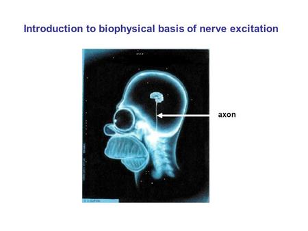 Introduction to biophysical basis of nerve excitation axon.