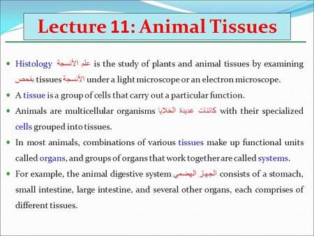 Lecture 11: Animal Tissues