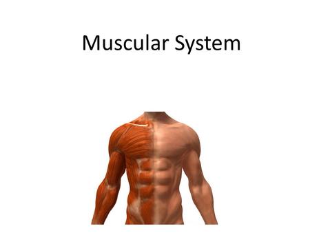 Muscular System. Lesson Objectives In today’s lesson you will: Can I understand the effect of diet on my muscular system (B) Do I know that some drugs.