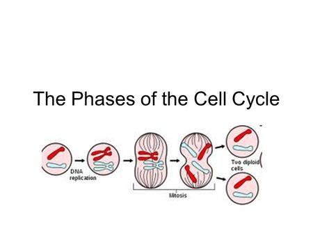 The Phases of the Cell Cycle In which phase does the nuclear envelope break down?