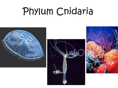 Phylum Cnidaria.