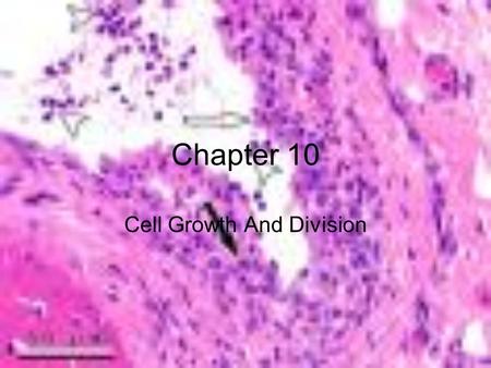 Chapter 10 Cell Growth And Division. I. Cell Growth –A. Limits to Cell Growth –2 reasons cells divide rather than continuing to grow indefinitely : 1)