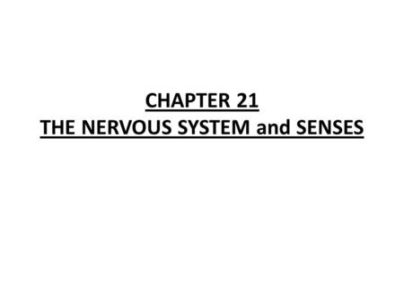 CHAPTER 21 THE NERVOUS SYSTEM and SENSES Homeostasis-maintaining a constant internal balance; responding to stimuli Stimuli- an external or internal.