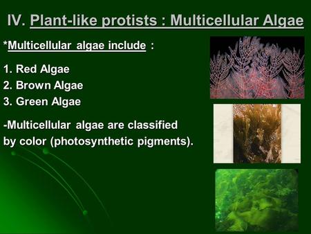 IV. Plant-like protists : Multicellular Algae