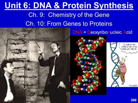 Unit 6: DNA & Protein Synthesis Ch. 9: Chemistry of the Gene Ch. 10: From Genes to Proteins DNA = Deoxyribonucleic Acid 300.