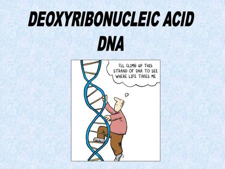 DNA Discovery - 1953 James Watson & Francis Crick Rosalind Franklin & Maurice Wilkins Important discovery.