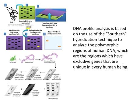 DNA profile analysis is based on the use of the “Southern” hybridization technique to analyze the polymorphic regions of human DNA, which are the regions.