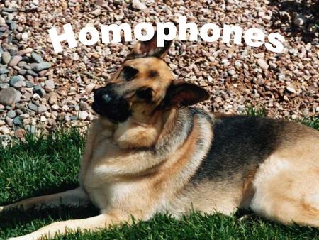 Homophones-words that sound the same but are spelled differently with different meanings Watch for: