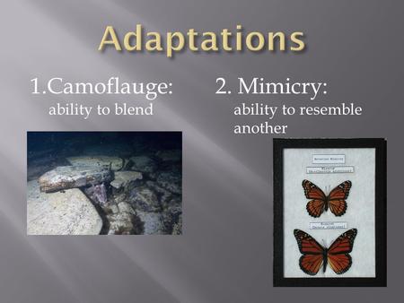 1.Camoflauge: ability to blend 2. Mimicry: ability to resemble another.