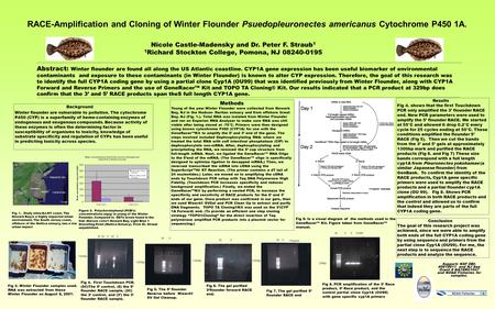 RACE-Amplification and Cloning of Winter Flounder Psuedopleuronectes americanus Cytochrome P450 1A. Abstract: Winter flounder are found all along the US.