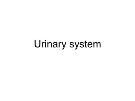 Urinary system.