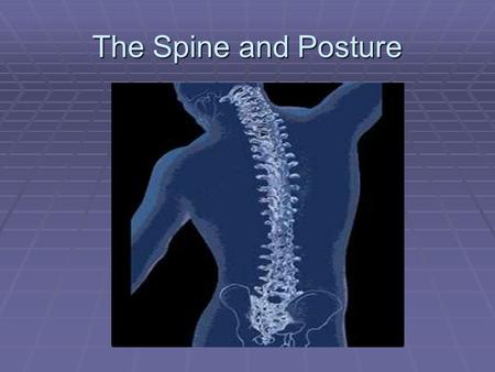 The Spine and Posture. Structure and Function of the Spine   mation