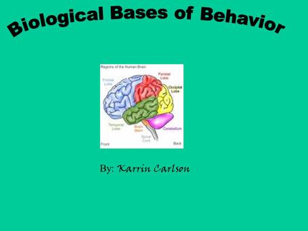 By: Karrin Carlson. Motor Sensory Interneuron Input from sensory organs to brain & spinal cord Output from the brain & spinal cord to muscles & glands.