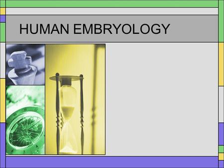 HUMAN EMBRYOLOGY.