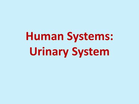 Human Systems: Urinary System. Urinary System Plays role in excretion of wastes (CO 2 and ammonia as a result of chemical activities).