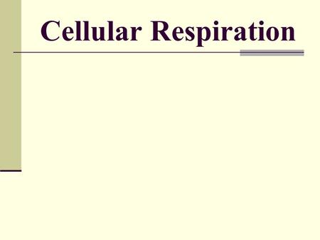 Cellular Respiration. Food Gives us Energy! mmm How is Energy Transferred? Think food chain! First Law of Thermodynamics aka the Law of Conservation.