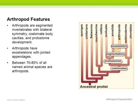 Arthropod Characteristics Copyright © McGraw-Hill Education Arthropod Features Arthropods are segmented invertebrates with bilateral symmetry, coelomate.