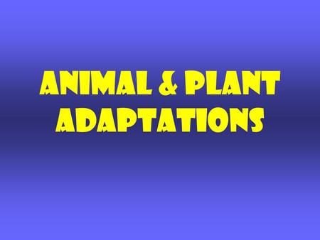 Animal & Plant adaptations. What is Adaptation? TRAITS that help organisms meet their basic needs and SURVIVE in their SURROUNDINGS. Plants and Animals.