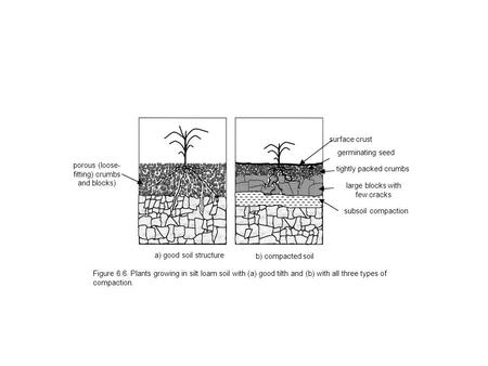 Figure 6.6. Plants growing in silt loam soil with (a) good tilth and (b) with all three types of compaction. a) good soil structure b) compacted soil porous.