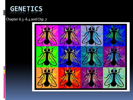 Chapter 6.3 -6.4 and Chp. 7. What is genetics?  Genetics- The study of heredity  Heredity- the passing of traits from parents to offspring.  Traits-