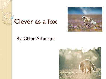 Clever as a fox Clever as a fox By: Chloe Adamson.