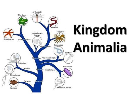 Kingdom Animalia.