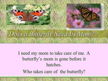 Does a Butterfly Need Its Mom? I need my mom to take care of me. A butterfly’s mom is gone before it hatches. Who takes care of the butterfly?