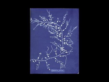 Anna Atkins, Photographs of British Algae: Cyanotype Impressions, 1832.