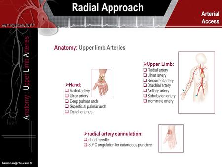 Arterial Access Radial Approach Anatomy : Upper Limb Arteries  Hand:  Radial artery  Ulnar artery  Deep palmar arch  Superficial.