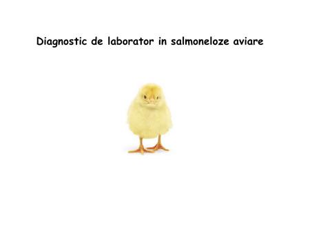 Diagnostic de laborator in salmoneloze aviare. Salmonella enterica subspecies enterica Salm imobile: S. gallinarum/ S. pullorum Paratifoze !!!!! zoonotice.