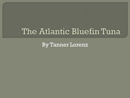 By Tanner Lorenz.  The description of the bluefin is it is sleek gray and can weight up to 1,000 lbs. When the female bluefin tuna matures at age 8 it.