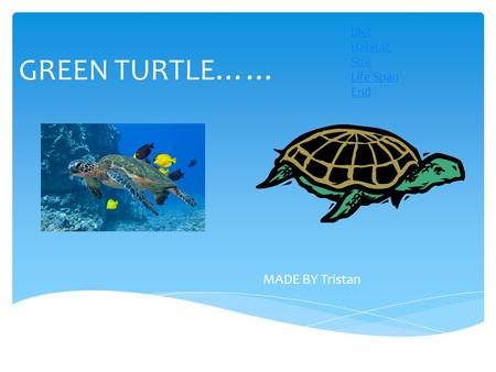 GREEN TURTLE…… MADE BY Tristan Diet Habitat Size Life Span End.