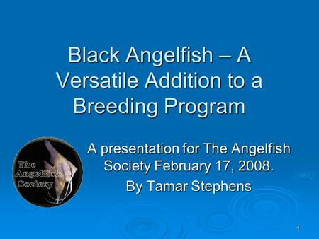 1 Black Angelfish – A Versatile Addition to a Breeding Program A presentation for The Angelfish Society February 17, 2008. By Tamar Stephens.