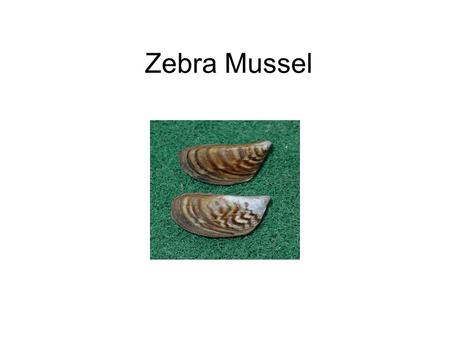 Zebra Mussel. Tree–of-Heaven Water Hyacinth Rainbow Trout.