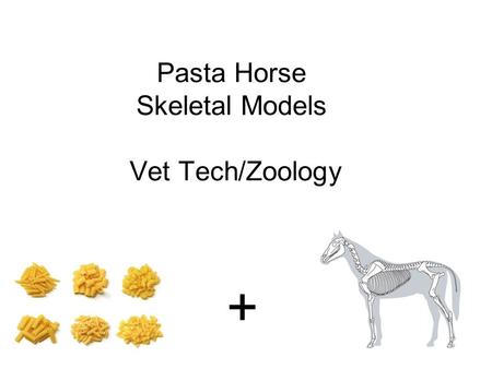 Pasta Horse Skeletal Models Vet Tech/Zoology +. Resource List Pasta-various shapes/sizes Glue-be careful, it’s hot & will burn you Pipecleaners “Googly”