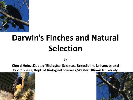 Darwin’s Finches and Natural Selection by Cheryl Heinz, Dept. of Biological Sciences, Benedictine University, and Eric Ribbens, Dept. of Biological Sciences,