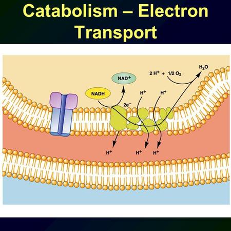 Catabolism – Electron Transport. Catabolism -- Overview.