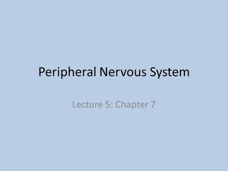 Peripheral Nervous System