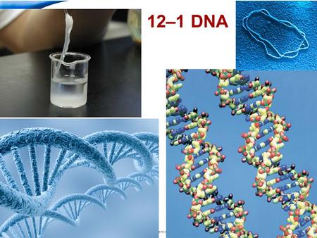 End Show Slide 1 of 37 Copyright Pearson Prentice Hall 12–1 DNA.