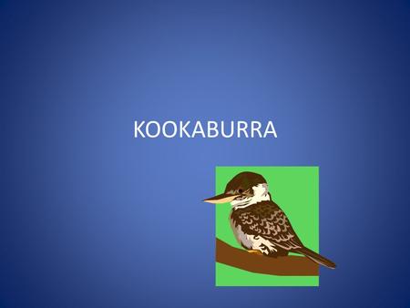 KOOKABURRA. How many centimetres? A Kook is 43 centimetres.