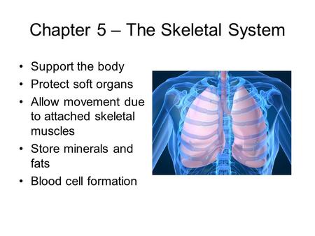 Chapter 5 – The Skeletal System