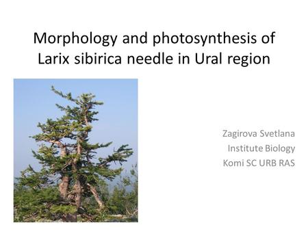 Morphology and photosynthesis of Larix sibirica needle in Ural region