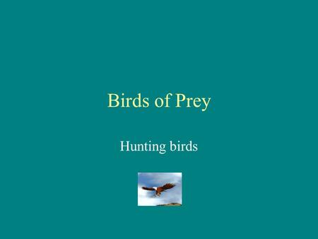 Birds of Prey Hunting birds Types of Birds Falcons Hawks Sea gulls Condors Ravens Eagles.