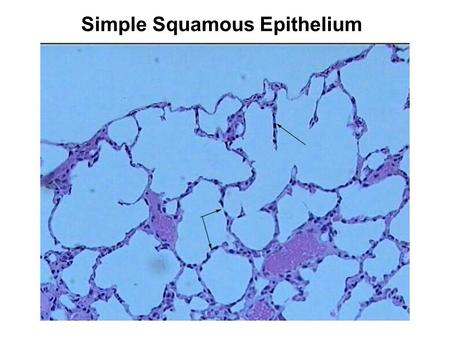 Simple Squamous Epithelium. Simple Cuboidal Epithelium.