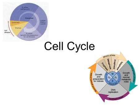 Cell Cycle. Cell Division Functions Reproduction Grow & Develop Renewal & Repair.