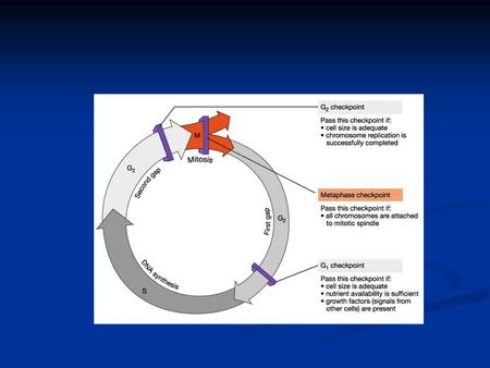 HOW DO CHECKPOINTS WORK? Checkpoints are governed by phosphorylation activity controlled by CDK’s (cyclin dependent kinases) Checkpoints are governed.