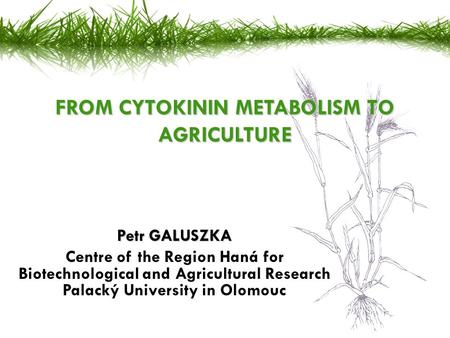 Petr GALUSZKA Centre of the Region Haná for Biotechnological and Agricultural Research Palacký University in Olomouc FROM CYTOKININ METABOLISM TO AGRICULTURE.