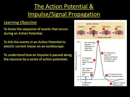 The Action Potential & Impulse/Signal Propagation