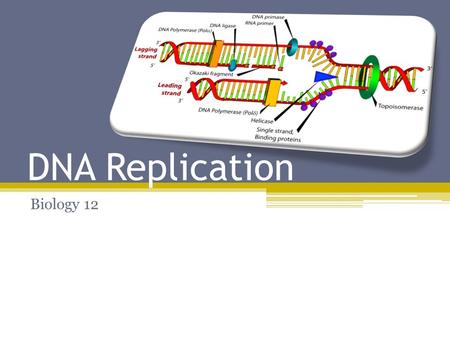 DNA Replication Biology 12. Two Jokes today….because I forgot last time!